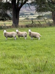 Obraz premium Three sheep standing closely together in a lush green field with a large tree and countryside landscape in the background. Peaceful rural scene capturing natural farm life and animal behaviour.