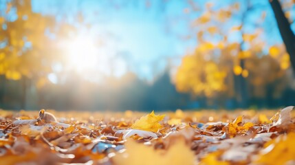 Cute Wood mouse on forest floor