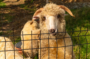 White sheep with curled horns standing behind a black metal fence. Sunny day with green grass and blurred sheep in the background.