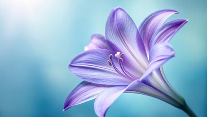 Close up of a delicate purple lily flower with soft light and a blurred blue green background