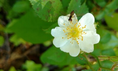 bee on a flower