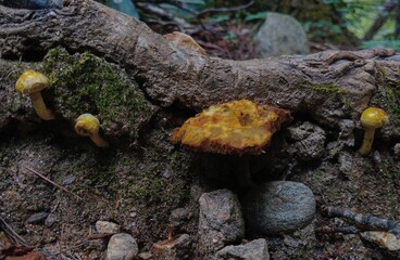 mushrooms on a tree