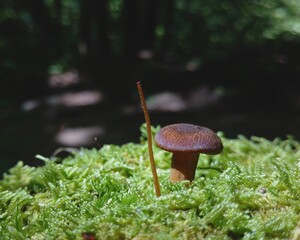 mushroom in the forest