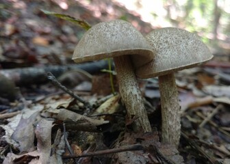 mushrooms in the forest