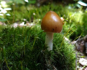 mushroom in moss