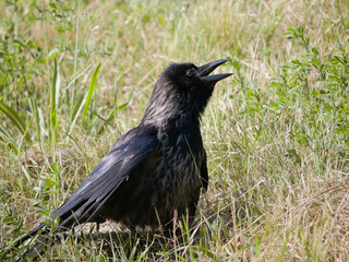A black Raven Sitting in the Grass with Open Beak