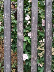 Naklejka premium White flowers of Hibiscus syriacus grow behind a rustic wooden fence, creating a picturesque and natural boundary.