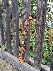 The dried remnants of a climbing plant cling to an old wooden fence, showing a beautiful contrast of organic and man-made textures.