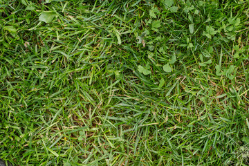 Freshly cut green grass with clover leaves