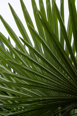 Pattern of tropical palm leaves against bright sky
