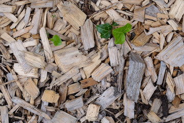 Light brown wood chips mulch with small green leaves