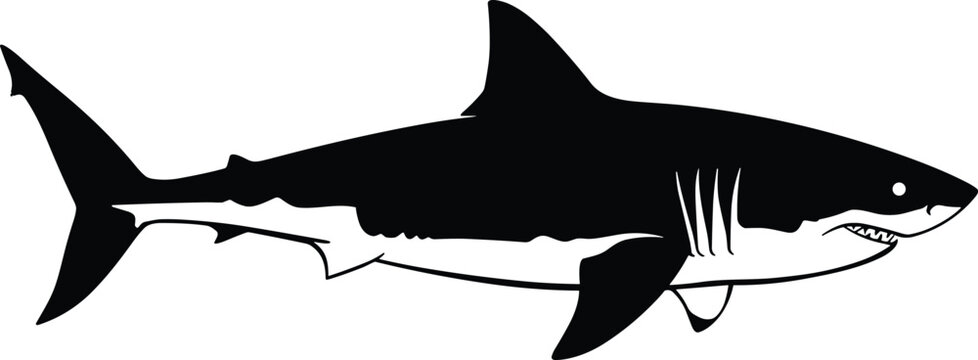 Great white shark silhouette with open mouth and sharp teeth, dangerous ocean predator vector illustration for marine wildlife design projects