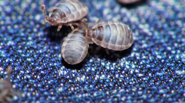 Close-up of bedbugs crawling on shiny surface  