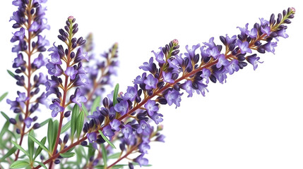 3d render of Salvia subgenus Perovskia, a flowering plant , isolated over transparent background, PNG cut-out