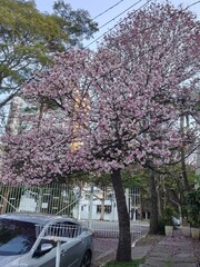 Uma linda cerejeira florida na calçada de uma casa, no bairro de Moema, em São Paulo, Brasil.