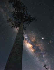 Starry sky over the tree