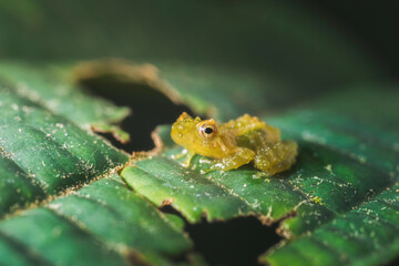 Juvenile Frog (Pristimantis dorsopictus)