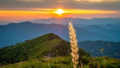 A single stalk of golden wheat stands tall against a breathtaking sunset over lush green mountains.