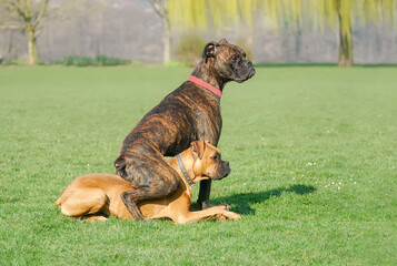 Two frisky German Boxer dogs, fawn and brindle, playing and romping about in a meadow, it's a funny moment one dog sits on the other, they have a lot of fun, Germany