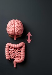 3D illustration of human intestine and brain connected by arrows symbolizing gut brain axis and health relationship