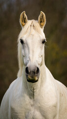 A symmetrical portrait of a white horse centered in the frame against a plain dark background