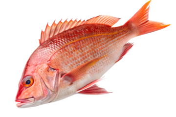 Whole red snapper fish isolated on transparent background