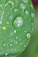 leaf with water drops after rain	