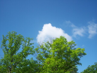 trees and sky