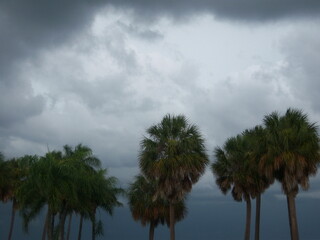 palm tree in the clouds