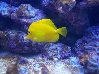 Yellow Tang