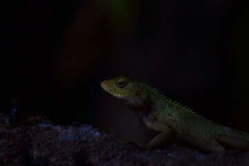 green lizard on a rock