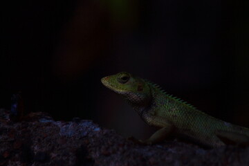 green lizard on a branch