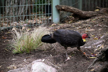 Australian Brushturkey (Alectura lathami)