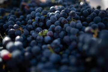 grape harvest