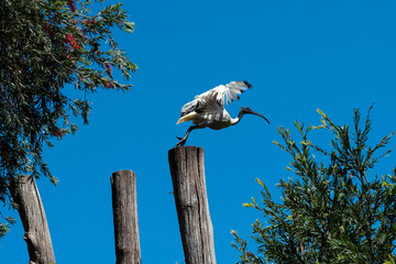 Australian White Ibis (Threskiornis molucca)