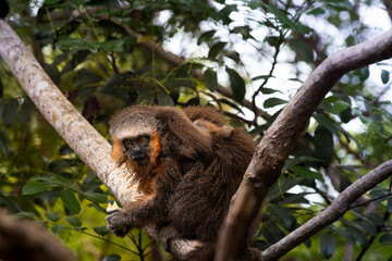 monkey with a baby in the back