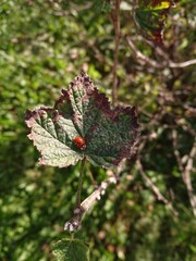 green leaves on a tree