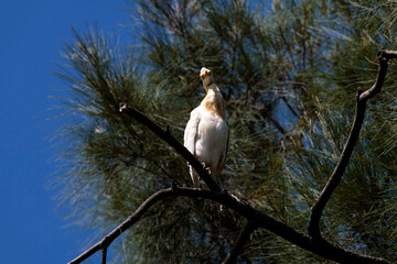 Cattle Egret (Ardea ibis)