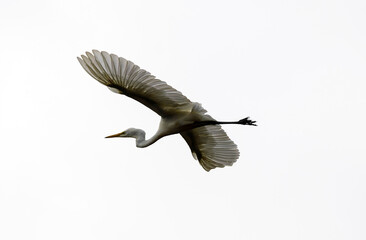 Great Egret (Ardea alba) in flight