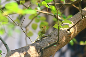 lizard on a tree