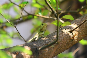 lizard on a tree