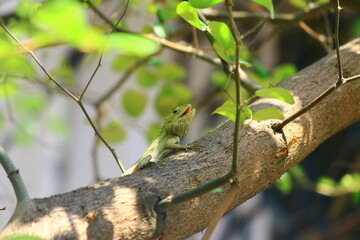 lizard on a tree