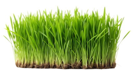Fresh green wheat grass isolated on transparent background for spring, summer, and healthy lifestyle related designs and concepts