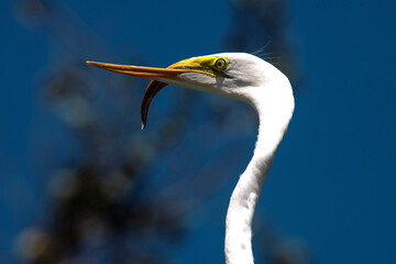 Great Egret (Ardea alba)