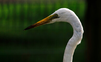 Fototapeta premium Great Egret (Ardea alba)