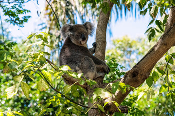 koala (Phascolarctos cinereus)