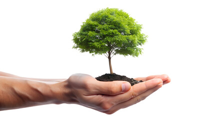 Small tree in hand isolated on transparent background, symbolizing growth, care for the environment, and a sustainable future