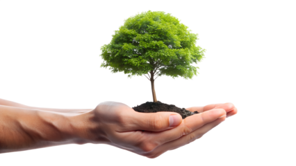 Small tree in hand isolated on transparent background, symbolizing growth, care for the environment, and a sustainable future