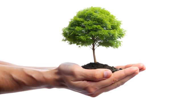 Small tree in hand isolated on transparent background, symbolizing growth, care for the environment, and a sustainable future
