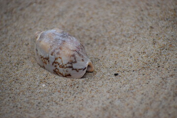 Photo of a shell that probably belongs to the genus Conus.